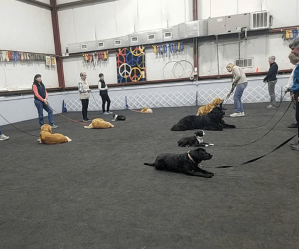 Pet Training