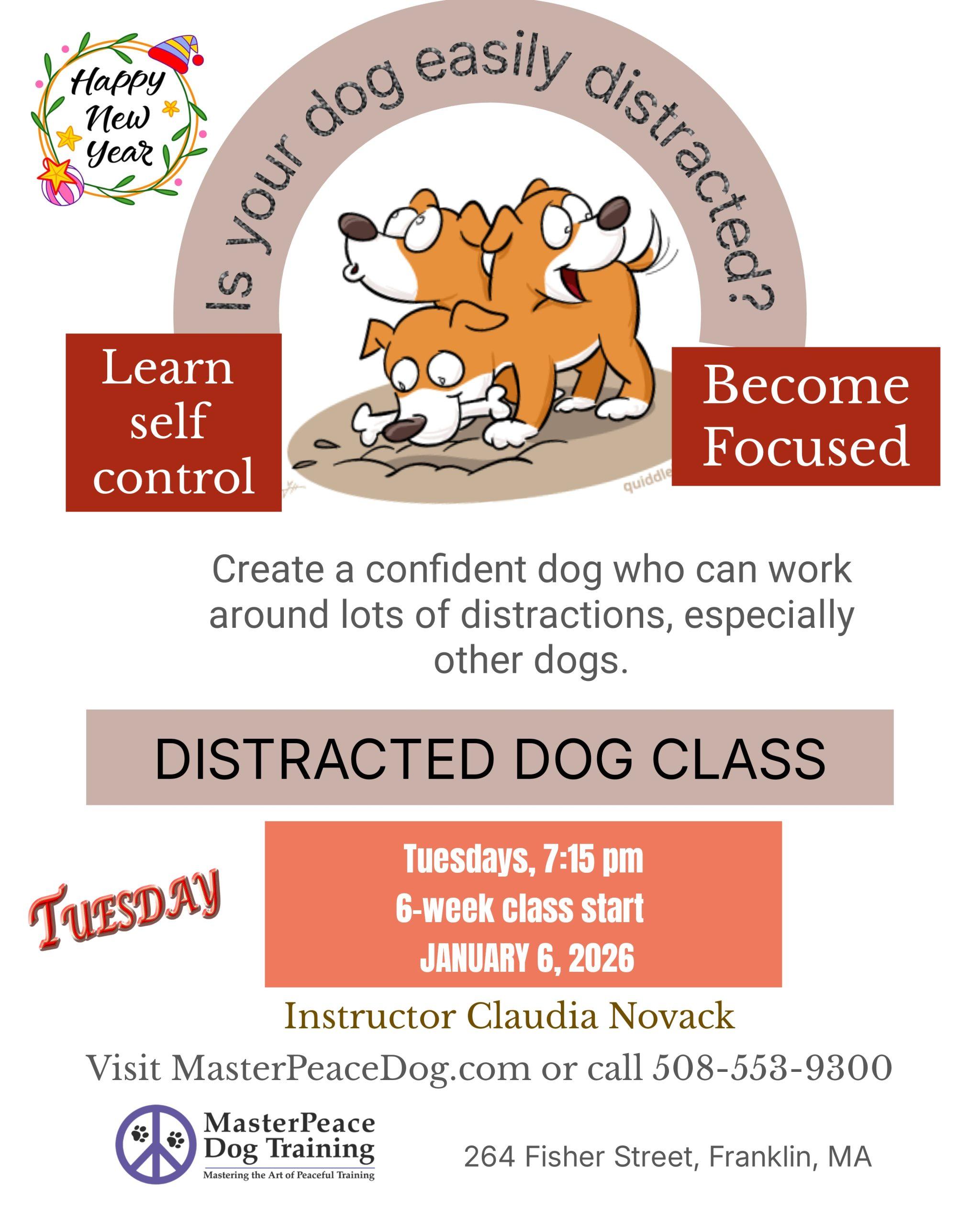 Distracted dog Jan 2025